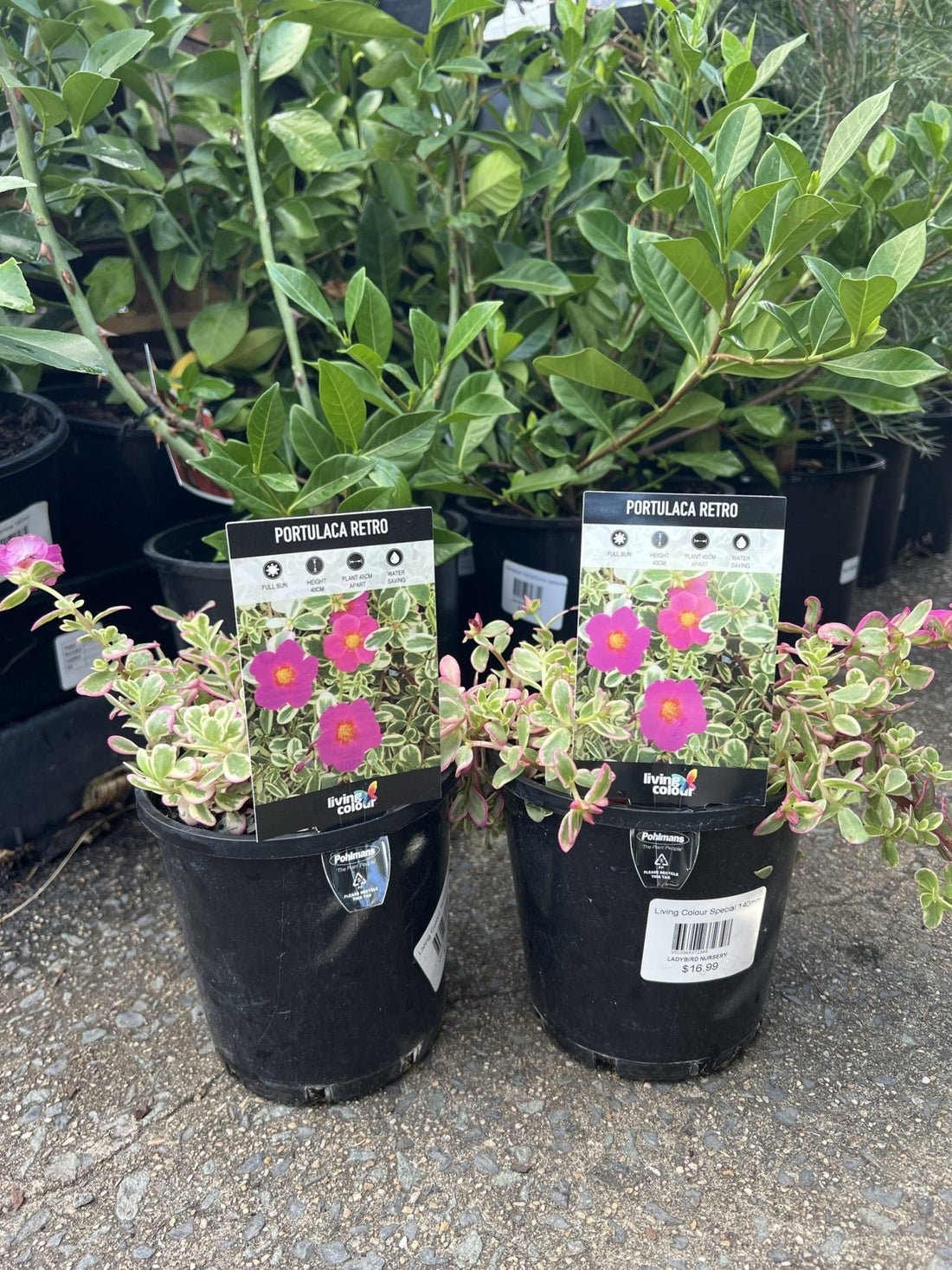 Portulaca Retro 140mm - Ladybird Nursery