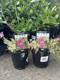 Portulaca Retro 140mm