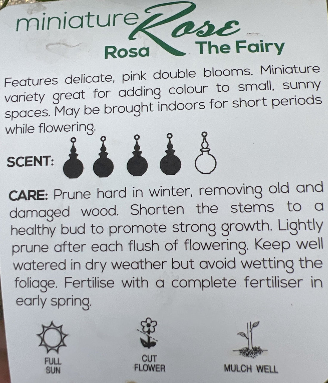 Rose 'The Fairy Minature' - Ladybird Nursery
