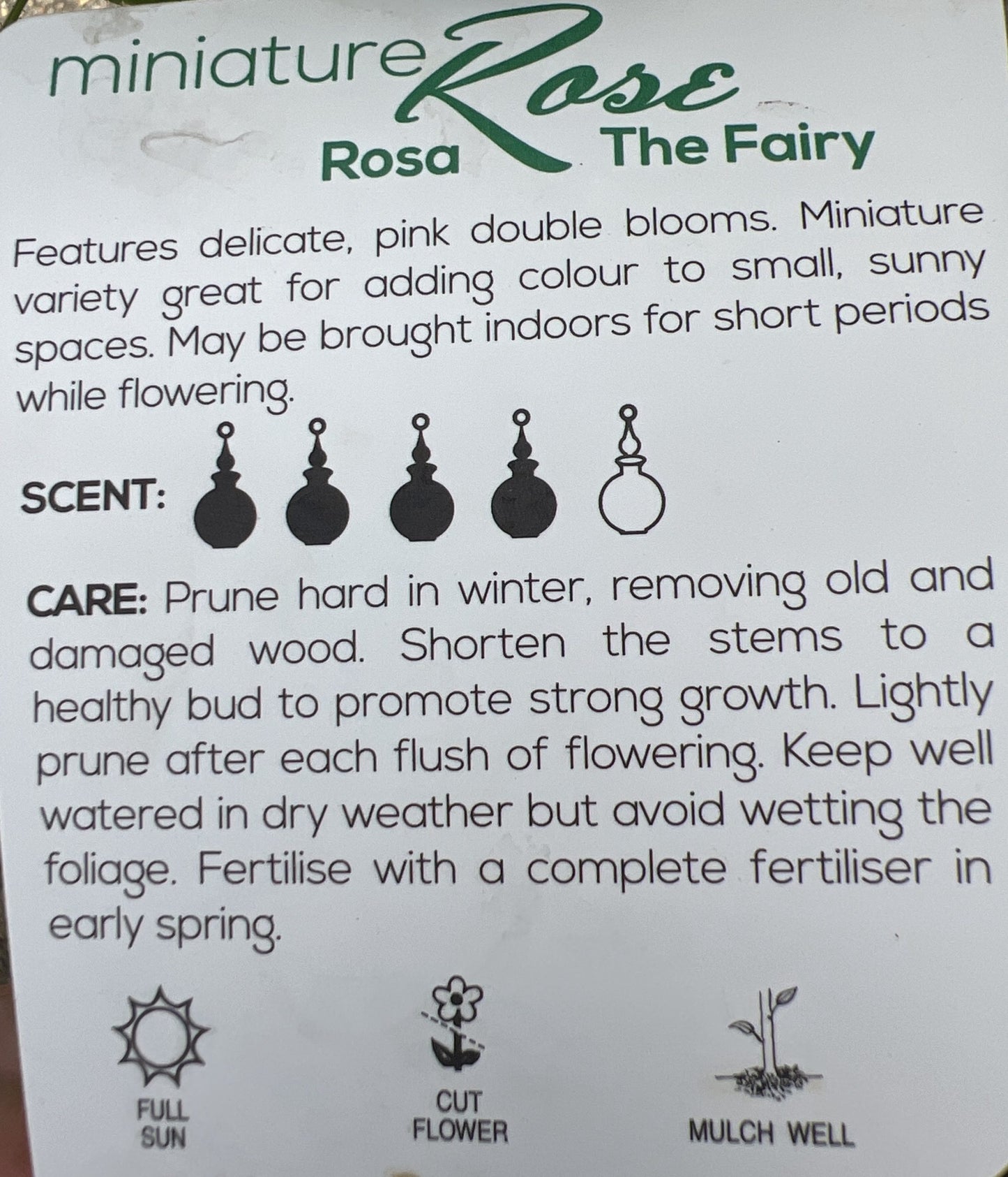 Rose 'The Fairy Minature'