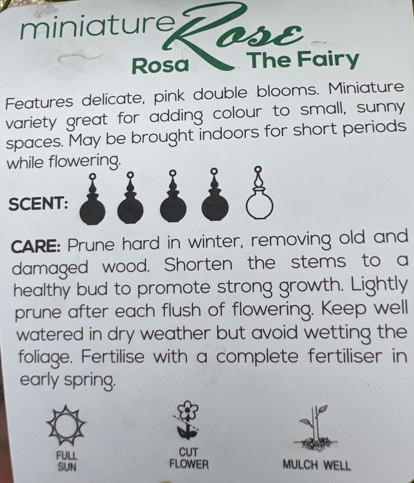 Rose 'The Fairy Minature' - Ladybird Nursery
