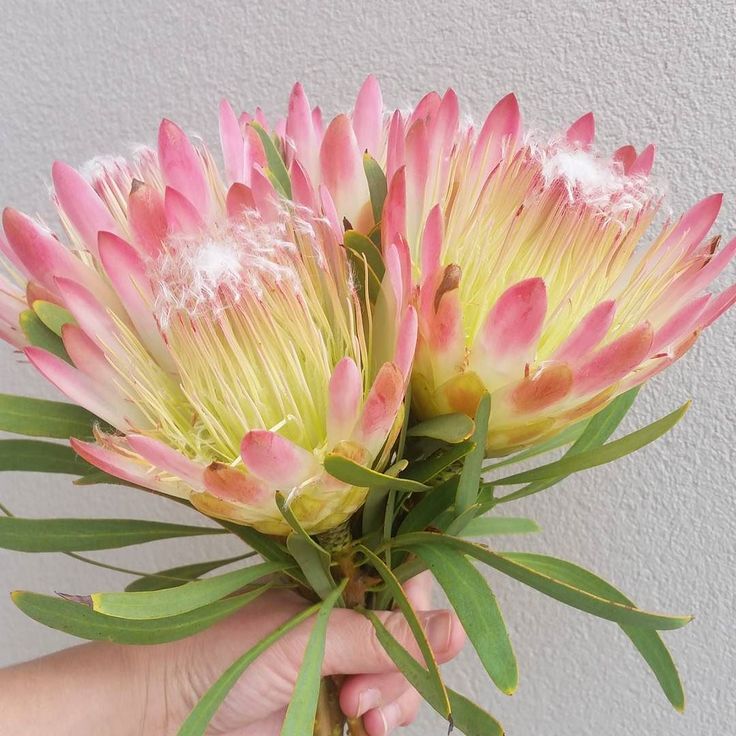Protea 'Ruby Blush' - Ladybird Nursery