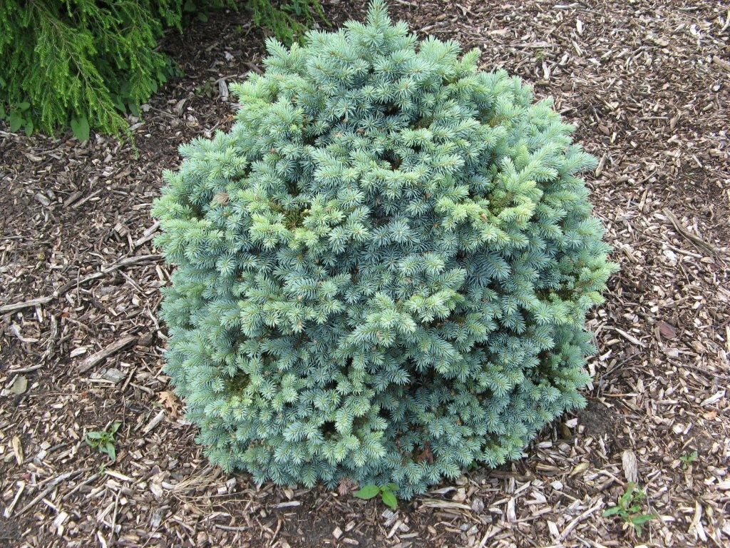Blue Spruce Montgomery (Picea pungens)