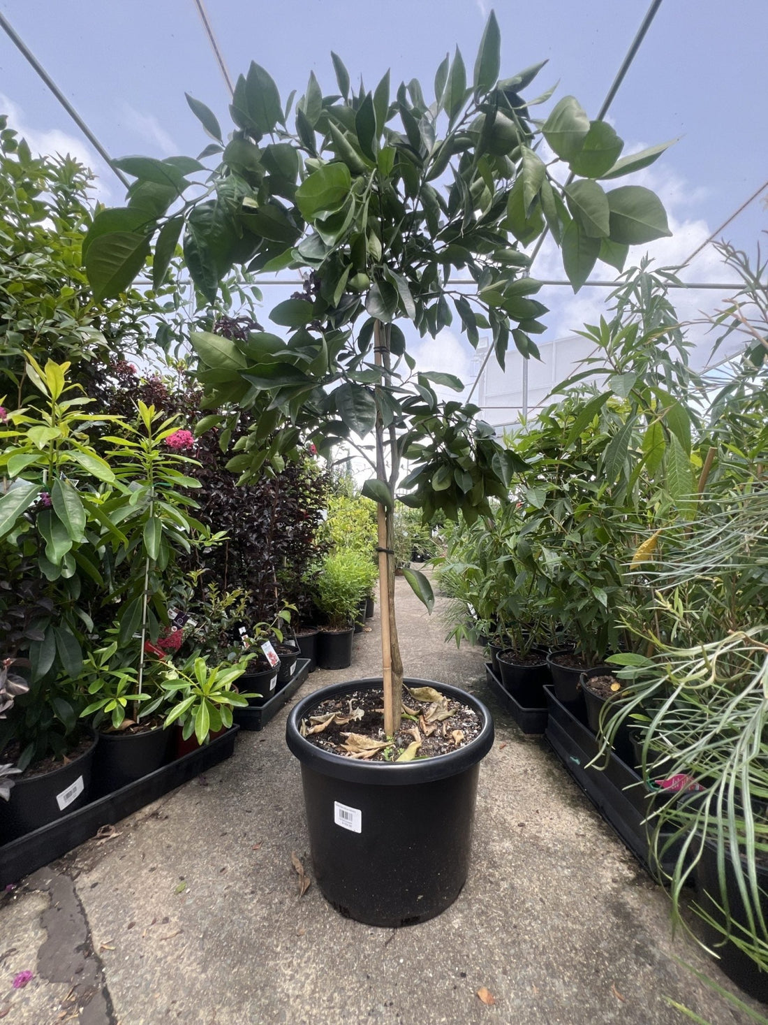 Advanced Washington Navel Orange 400mm PICK UP ONLY - Ladybird Nursery