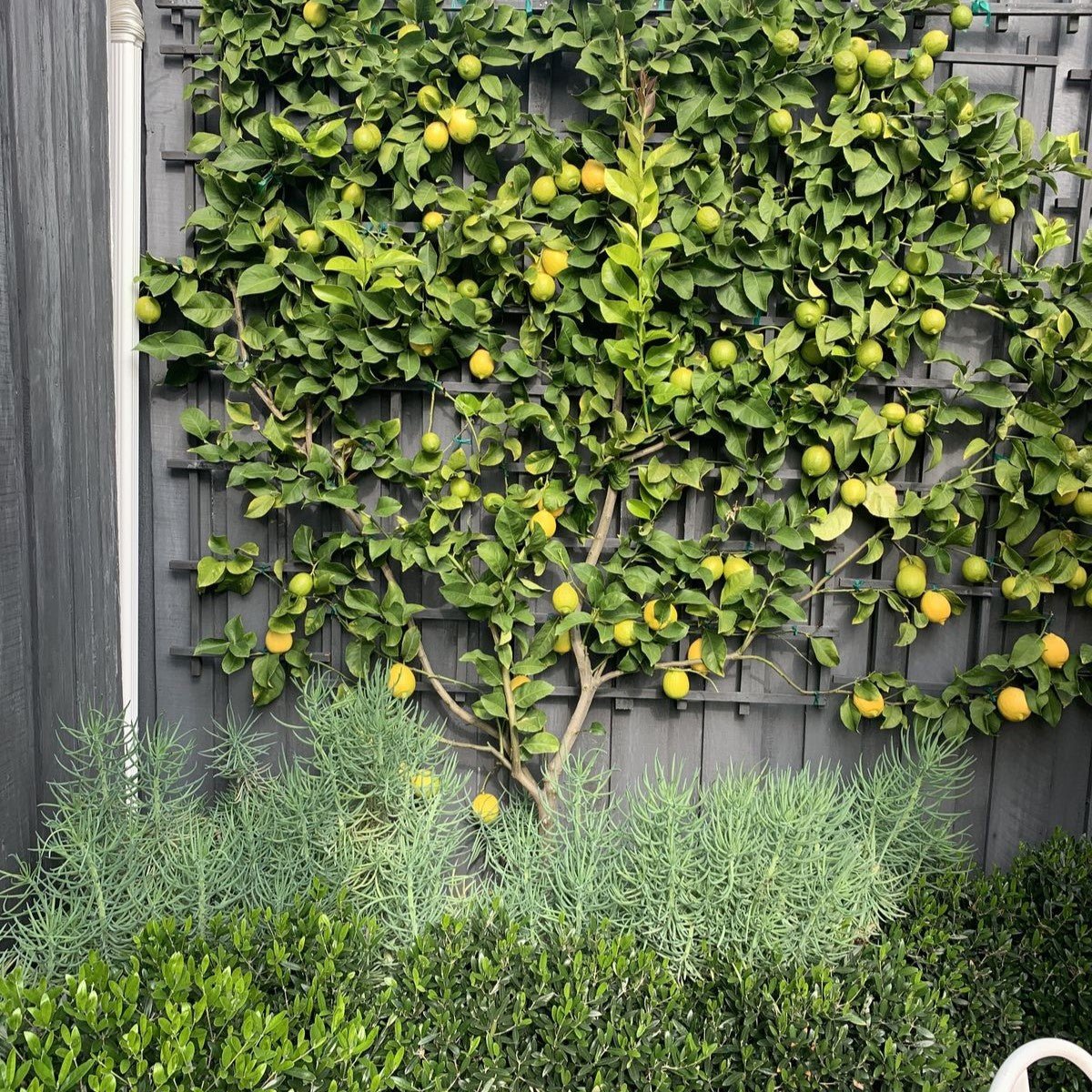 Dwarf Lemon Meyer (QLD Only) - Ladybird Nursery