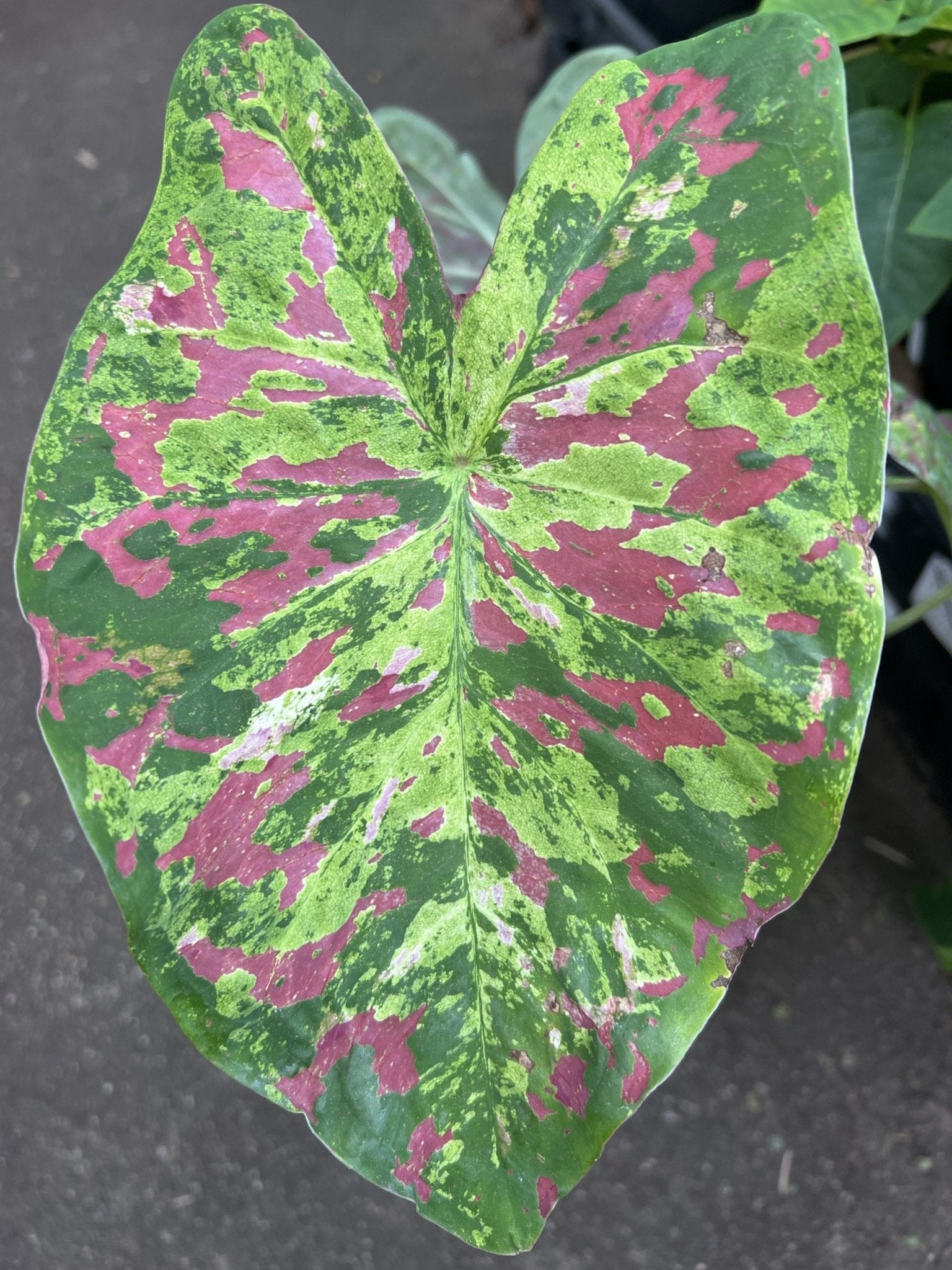 Caladium Raspberry Moon 140mm - Ladybird Nursery