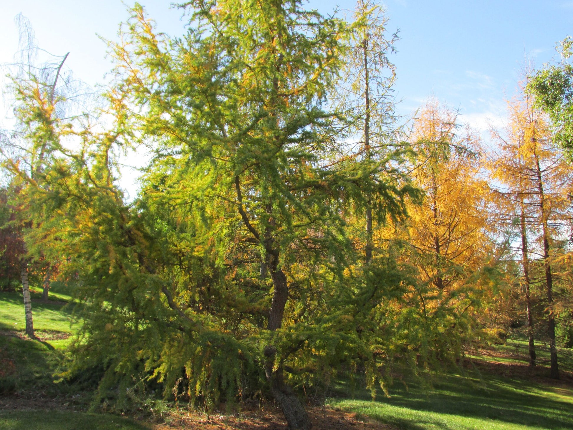 Japanese Larch (Larix kaempferi)