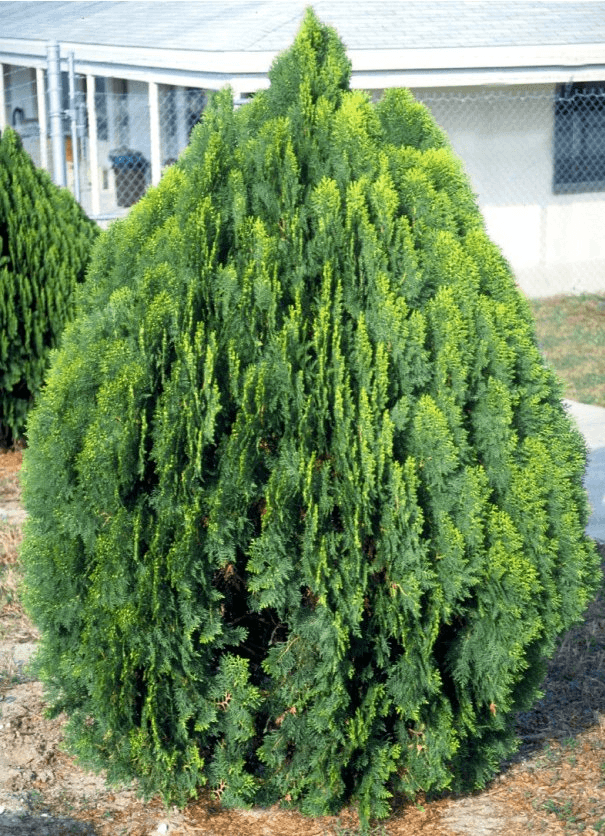Arborvitae Lucasii (Thuja orientalis)