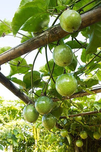 Passionfruit 'Panama Gold' - Ladybird Nursery