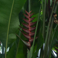 Heliconia bihai x caribaea 'Black Cherry'