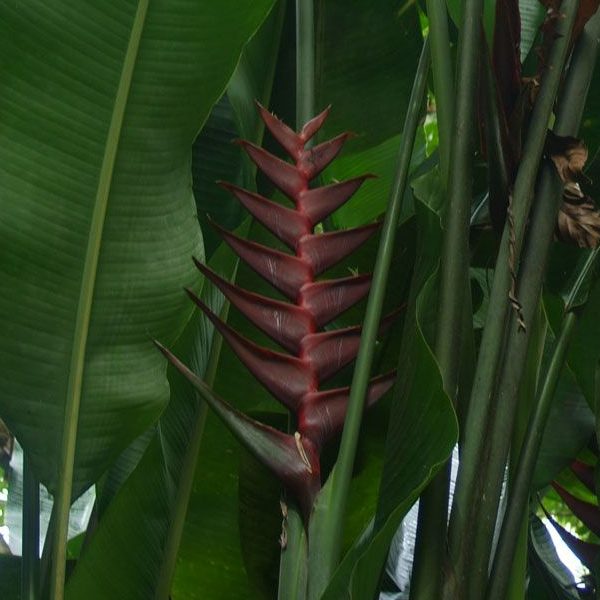 Heliconia bihai x caribaea 'Black Cherry' - Ladybird Nursery