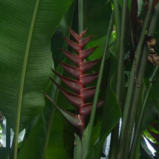 Heliconia bihai x caribaea 'Black Cherry'