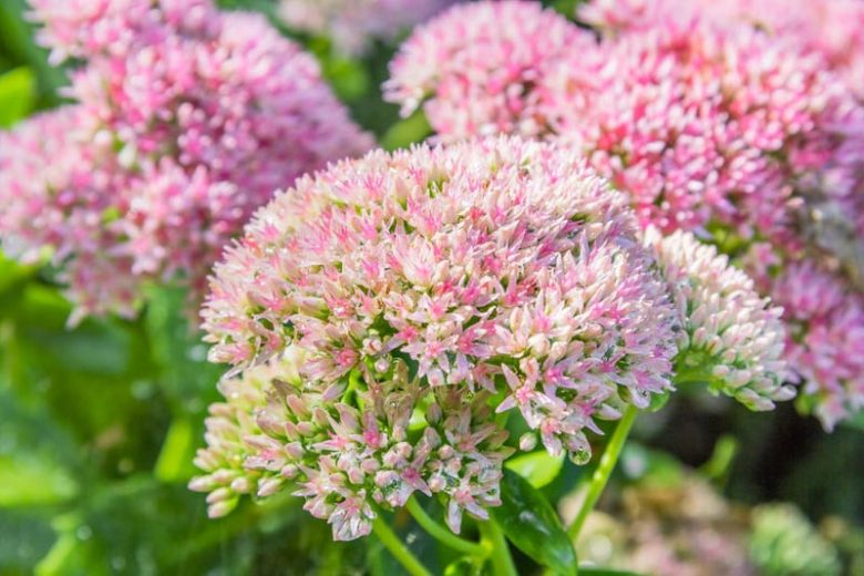 Stonecrop colour silvery (Sedum easy) - Ladybird Nursery