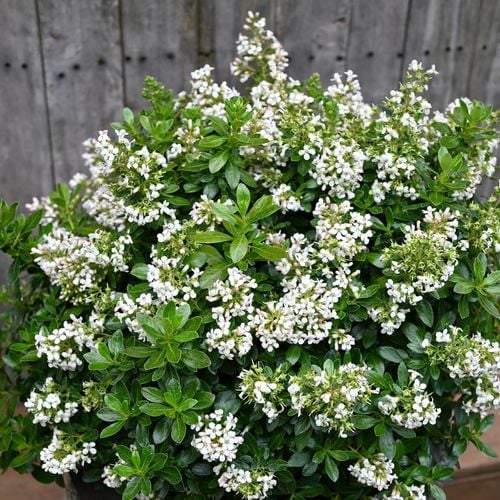Escallonia Hedge with an Edge White (Escallonia)