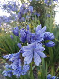 Agapanthus Double Blue Boy Tissue culture