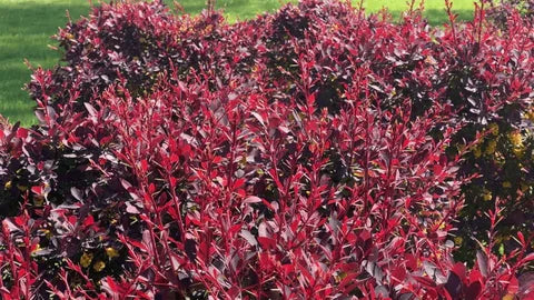 Silver Miles Barberry ottawensis (Berberis x)