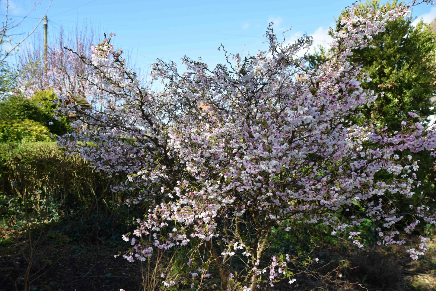 Flowering Cherry Kojo No Mai (Prunus incisa)