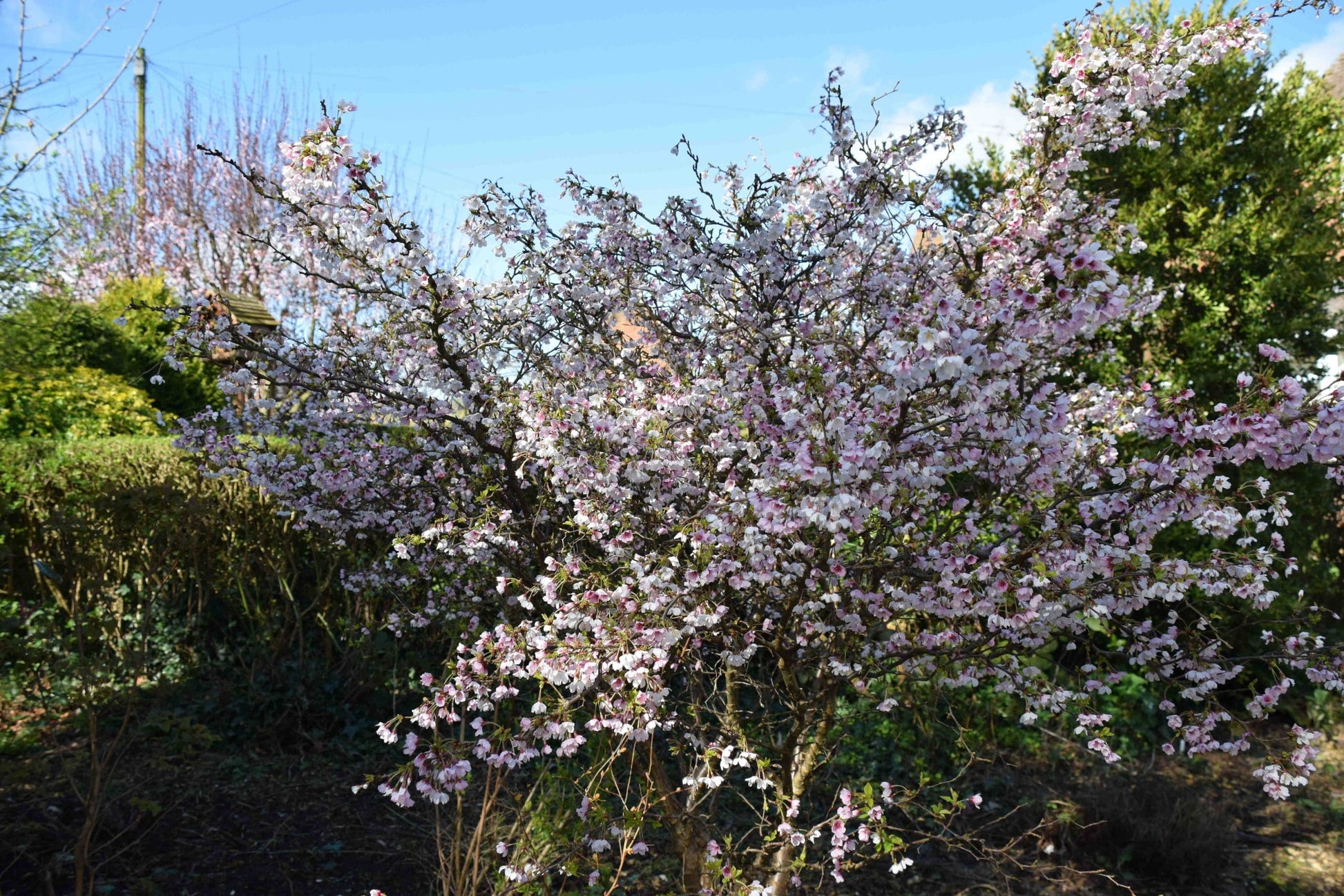 Flowering Cherry Kojo No Mai (Prunus incisa)