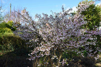 Flowering Cherry Kojo No Mai (Prunus incisa)