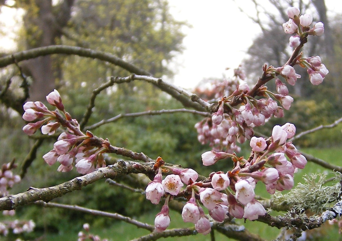 Flowering Cherry Ojochin (Prunus serrulata) - Ladybird Nursery