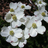 Flowering Dogwood (Cornus florida)