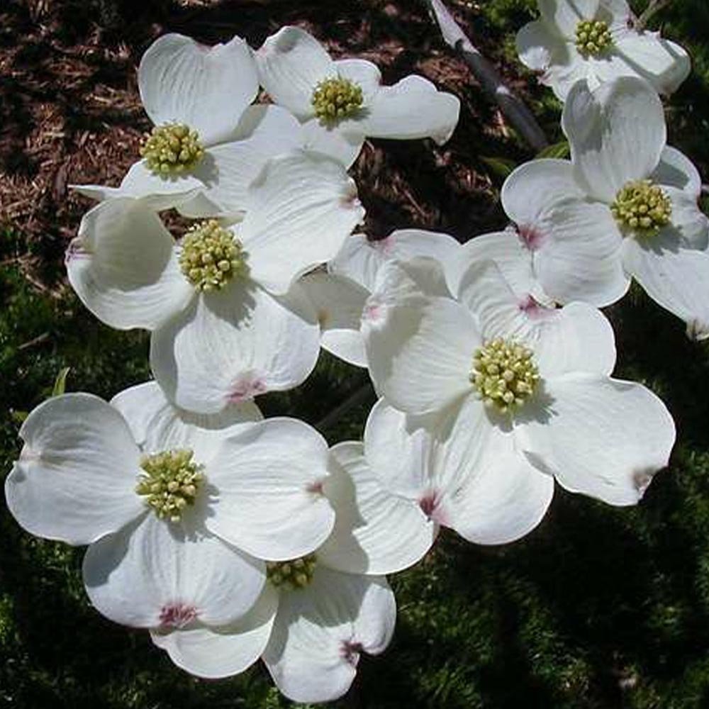 Flowering Dogwood (Cornus florida) - Ladybird Nursery
