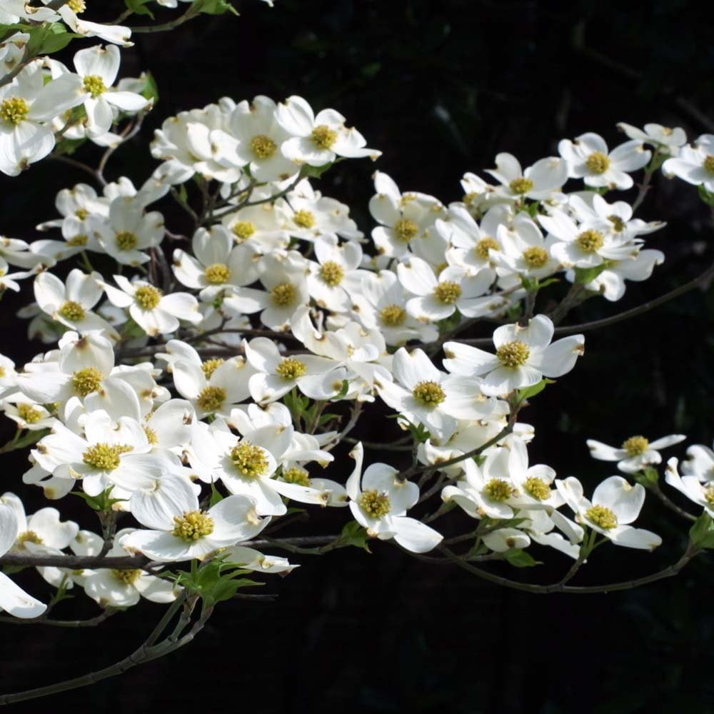 Flowering Dogwood First Lady (Cornus florida)