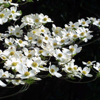 Flowering Dogwood First Lady (Cornus florida)