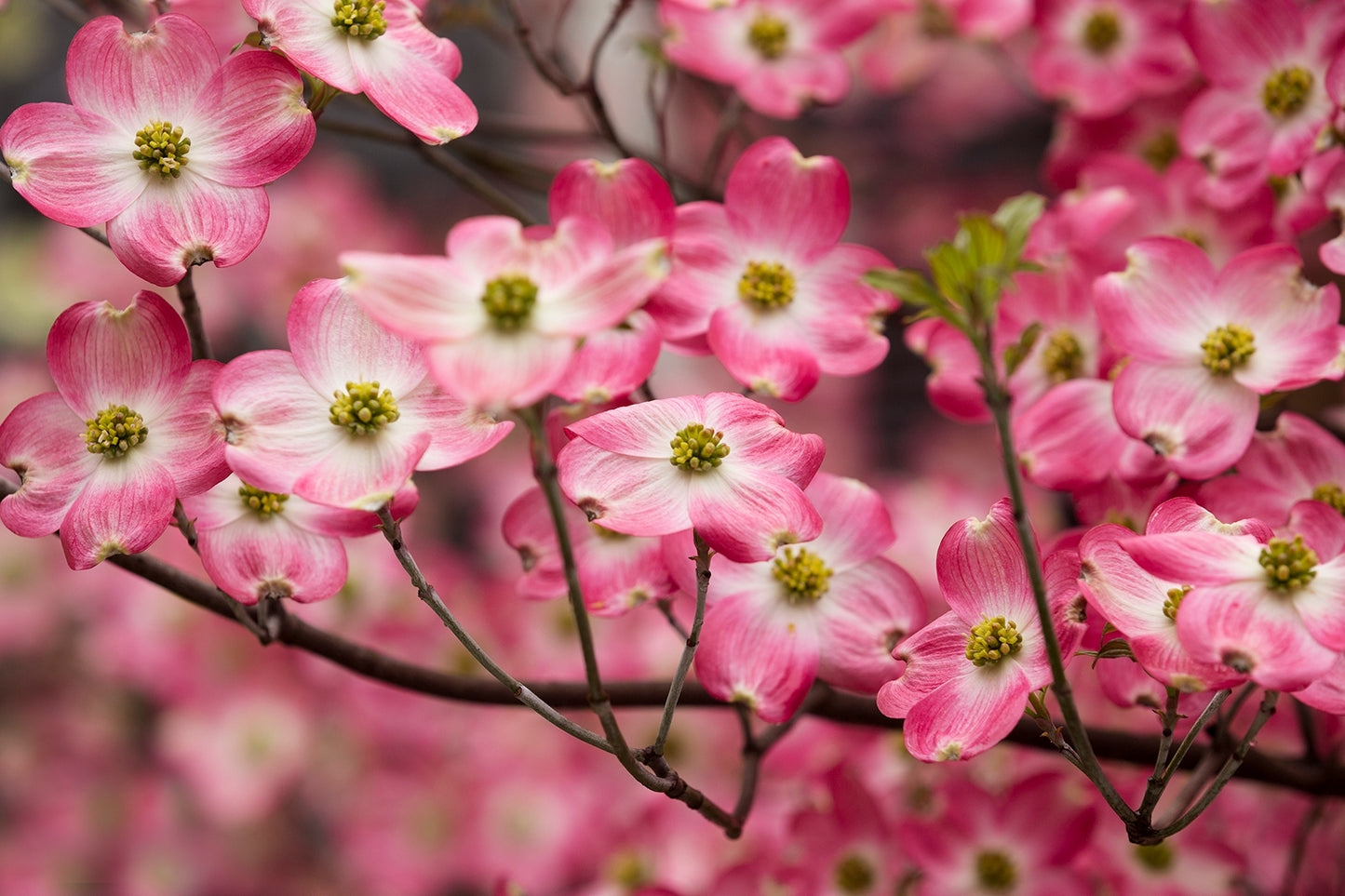 Flowering Dogwood Purple Glory (Cornus florida)