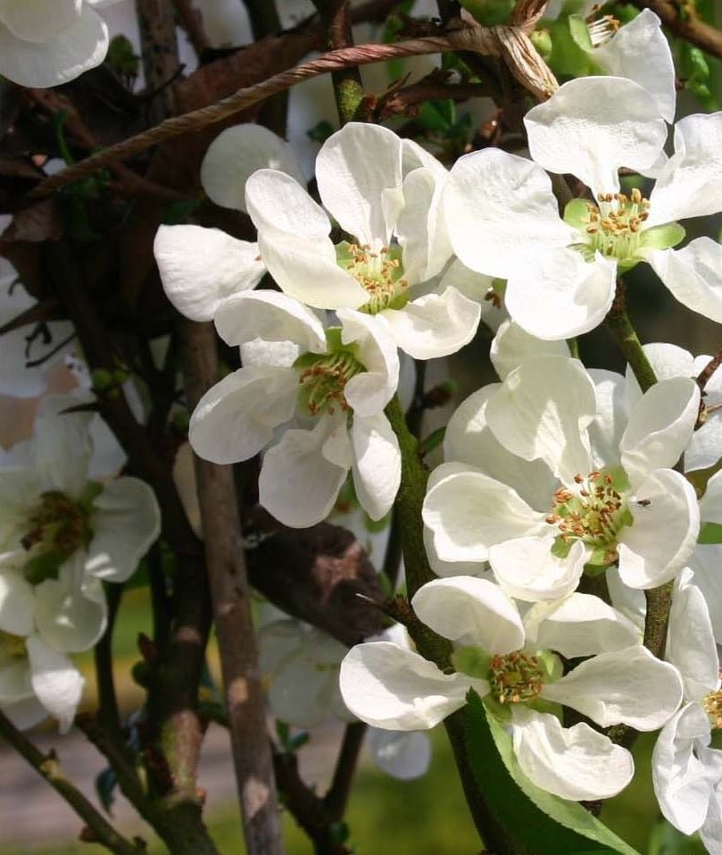 Flowering Quince Nivalis (Chaenomeles speciosa) - Ladybird Nursery