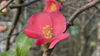 Flowering Quince Winter Cheer (Chaenomeles speciosa)