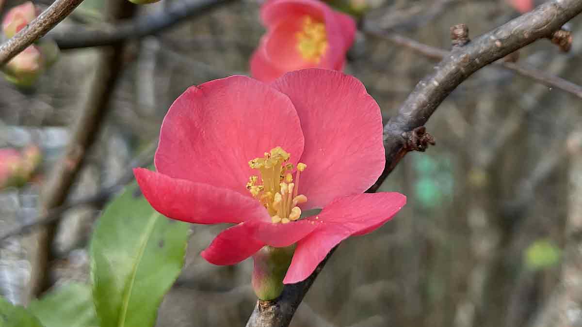 Flowering Quince Winter Cheer (Chaenomeles speciosa) - Ladybird Nursery