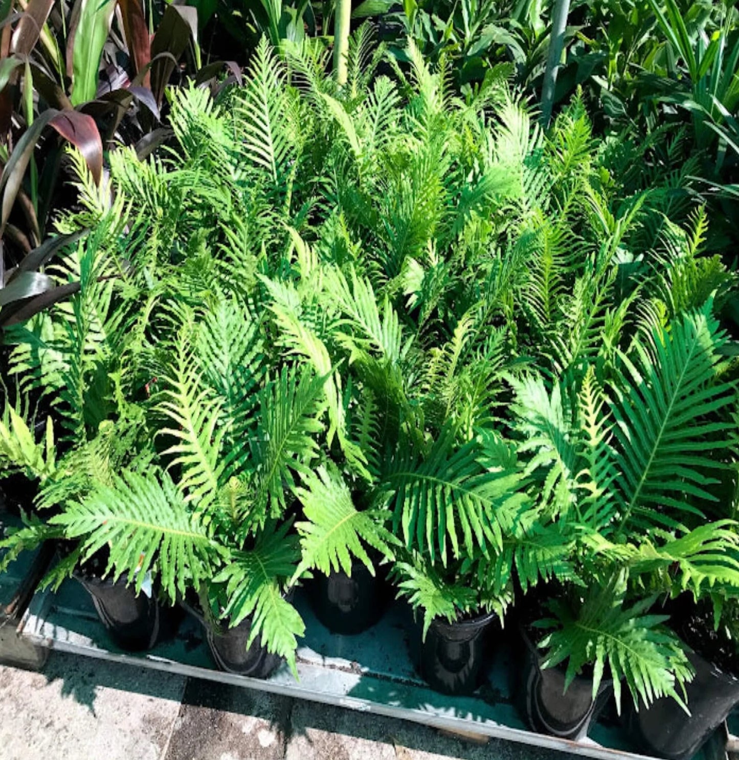 Fluffy Duck Fern (Blechnum Fluffy)