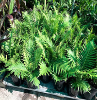 Fluffy Duck Fern (Blechnum Fluffy)