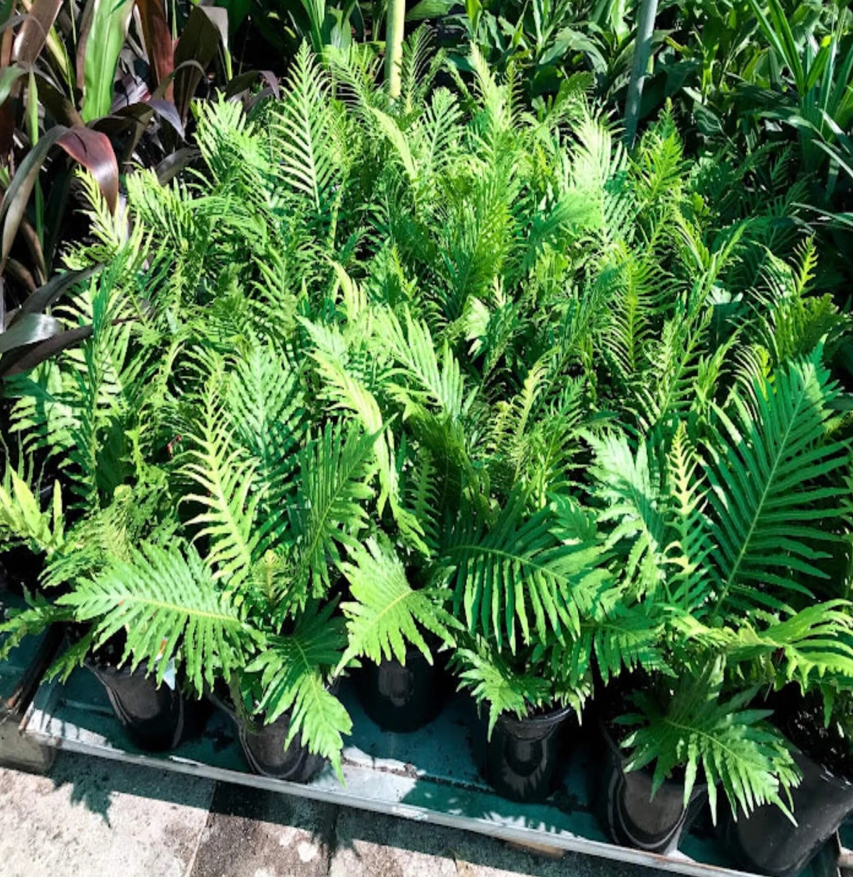 Fluffy Duck Fern (Blechnum Fluffy) - Ladybird Nursery
