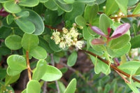 Forest Bush (Eugenia zeyheri)