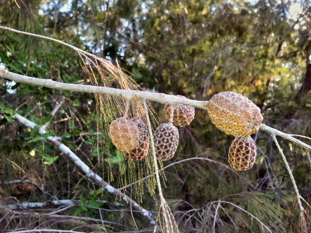 Forest Oak (Allocasuarina torulosa) - Ladybird Nursery