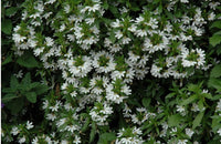 Fan Flower Bondi™ White (Scaevola)