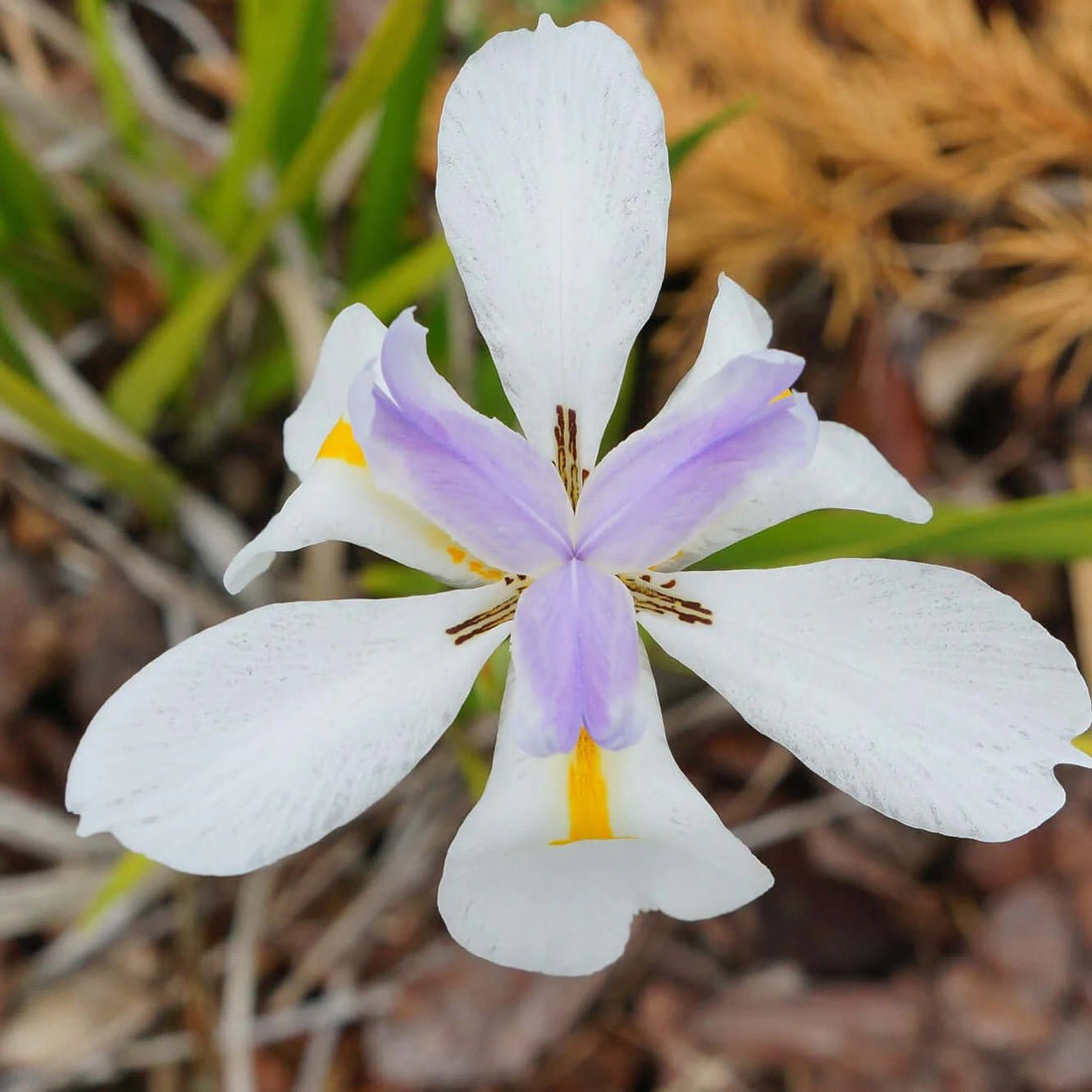 Fortnight Lily (Dietes iridioides) - Ladybird Nursery