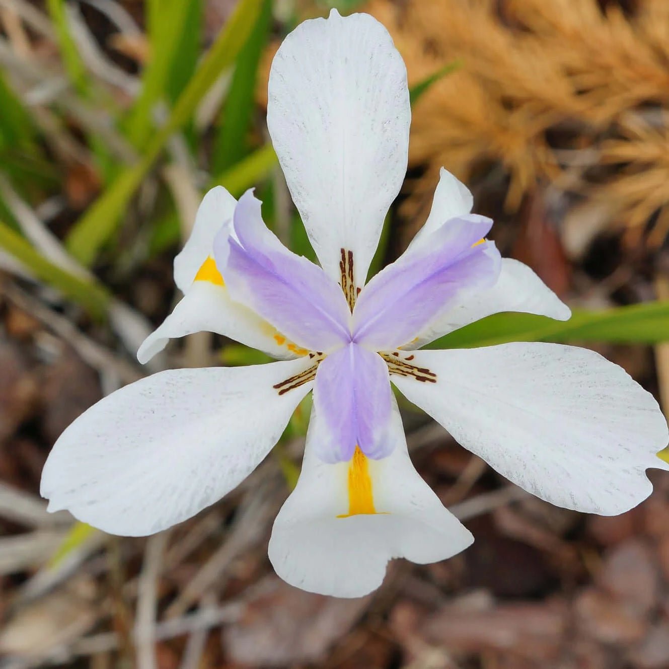 Fortnight Lily (Dietes iridioides) - Ladybird Nursery