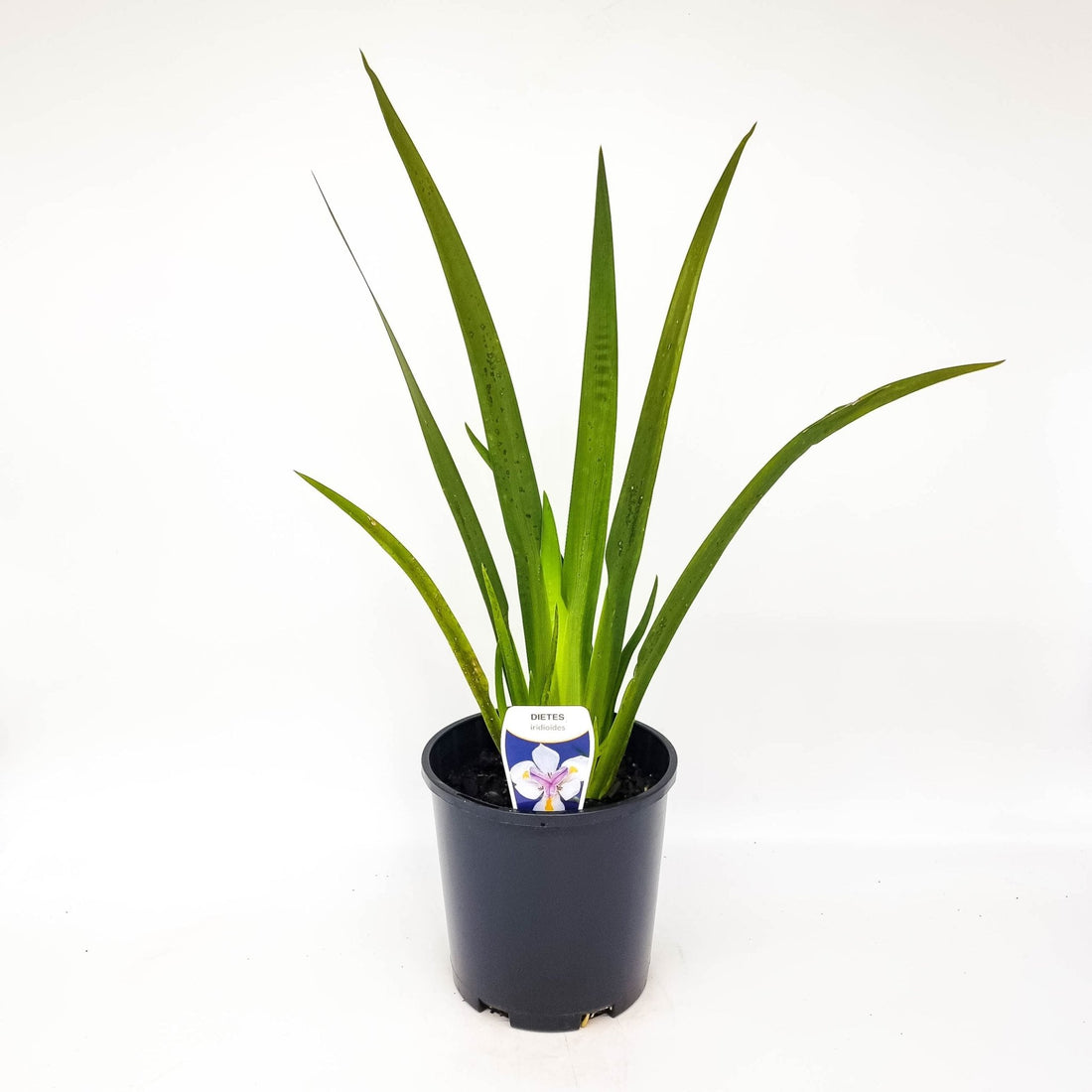 Fortnight Lily Tiny Dancer (Dietes iridioides) - Ladybird Nursery