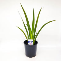 Fortnight Lily Tiny Dancer (Dietes iridioides)