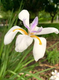 Fortnight Lily White Tiger (Dietes iridioides)