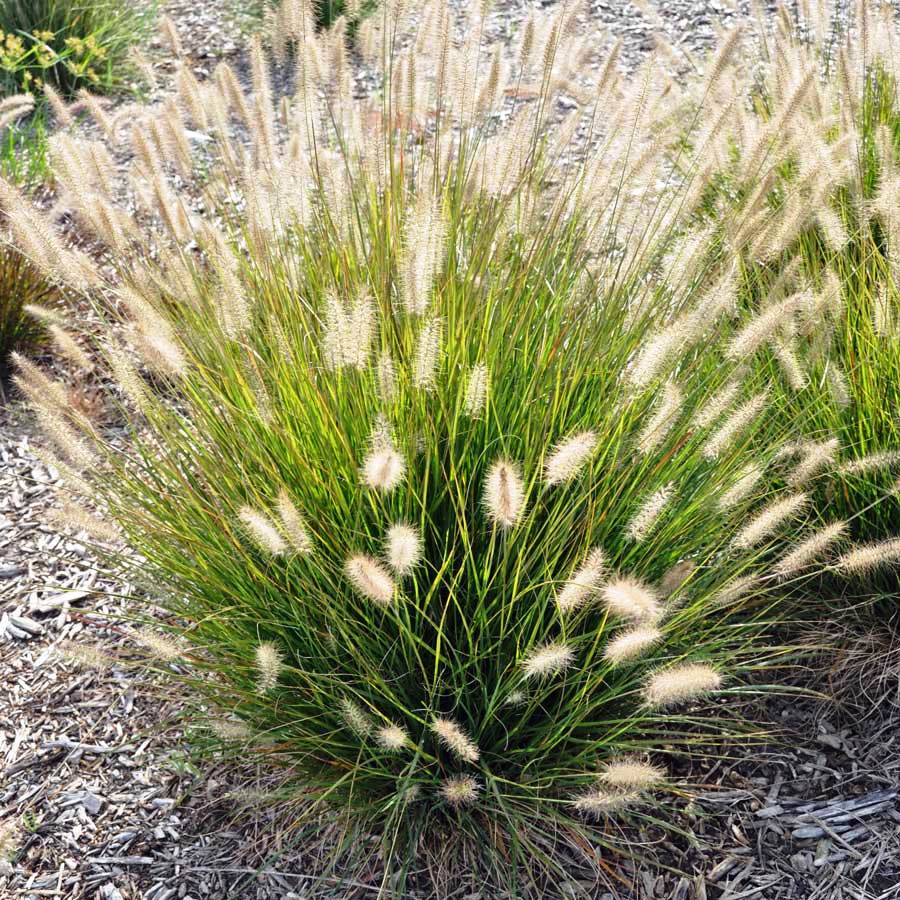 Fountain Grass (Pennisetum alopecuroides)