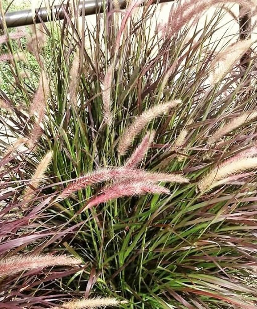 Fountain Grass Burgundy (Pennisetum spp.) - Ladybird Nursery