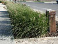 Fountain Grass 'NAFRAY®' (Pennisetum alopecuroides)