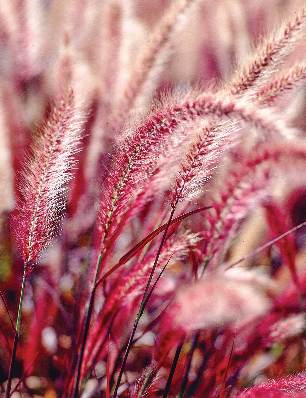 Little Plum Fountain Grass (Pennisetum setaceum) - Ladybird Nursery