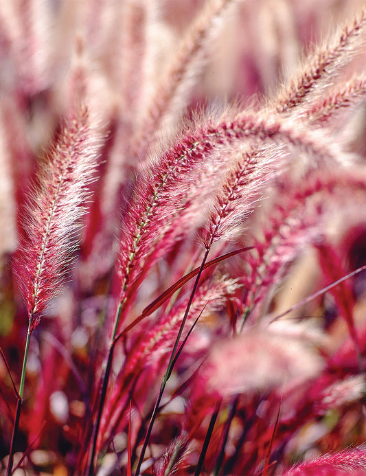 Fountain Grass Red Riding Hood (Pennisetum setaceum)