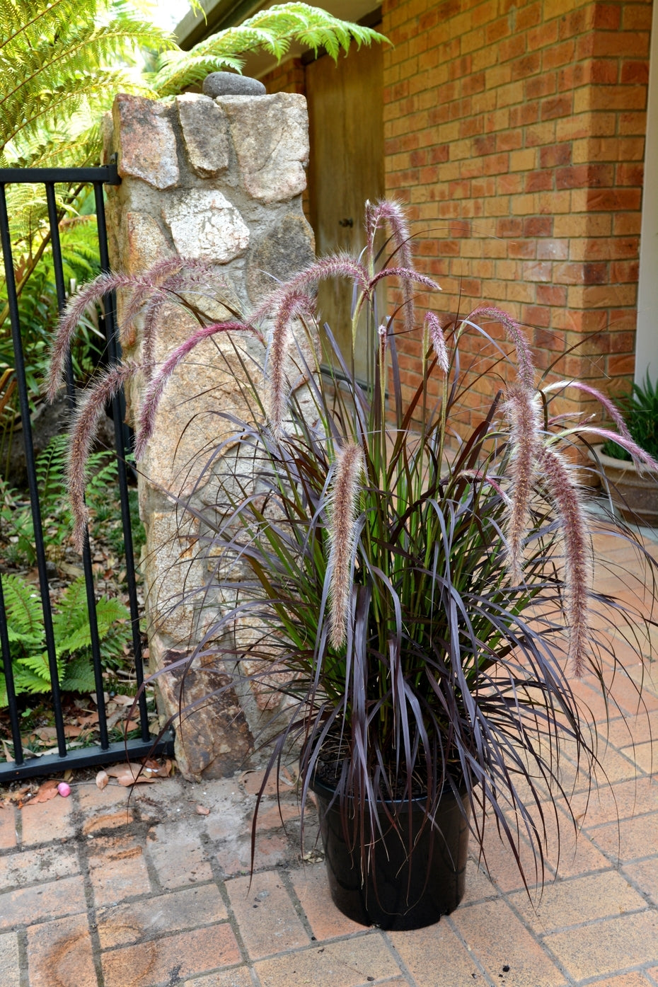 Fountain Grass Rubrum (Pennisetum advena)