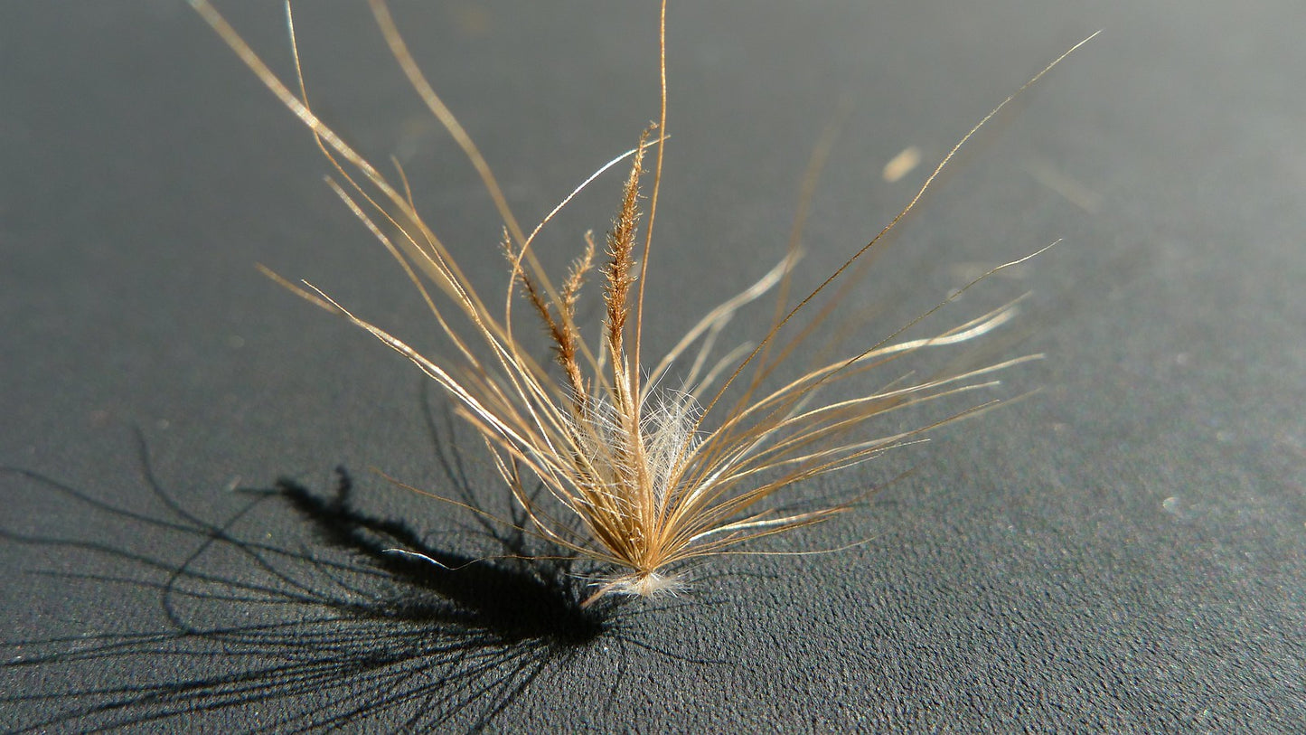 Fountain Grass rubrum compacta (Pennisetum macrostachyum)